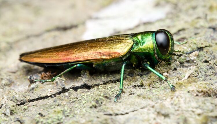Here’s How Dallas Is Tackling The Emerald Ash Borer Infestation