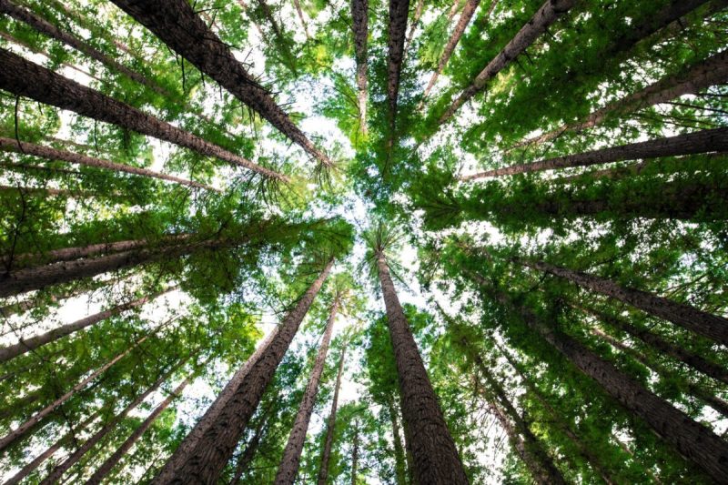 Upward view of a cluster of trees.