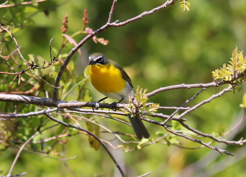 Autumn migrations: 8 beautiful birds to spot flying over Texas