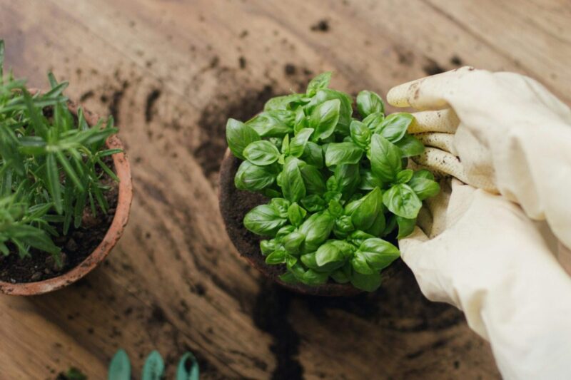 Container Gardening 101: Everything Texas Gardeners Need to Know