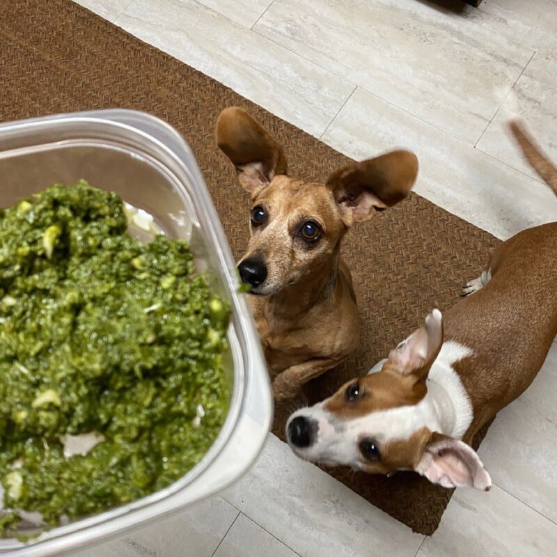 What grows best in Texas? Here’s your ultimate gardening guide