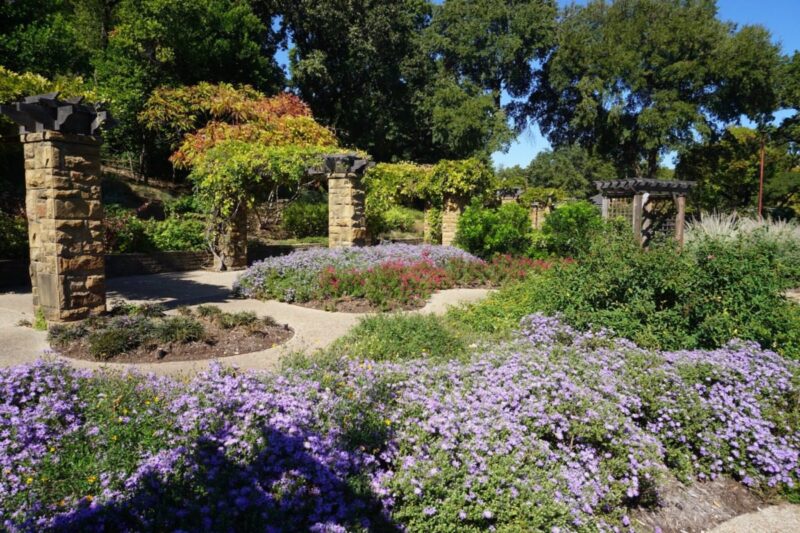 Where to wander through wildflowers in Dallas-Fort Worth