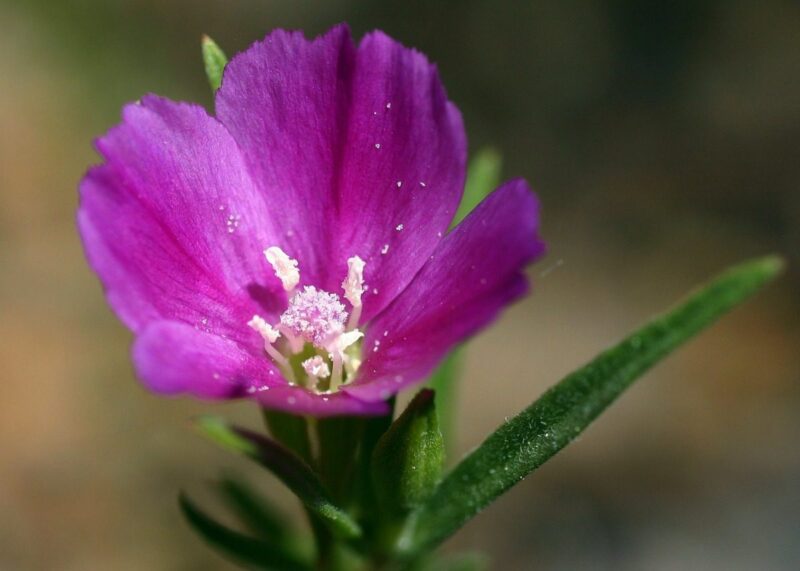 Where to wander through wildflowers in Dallas-Fort Worth
