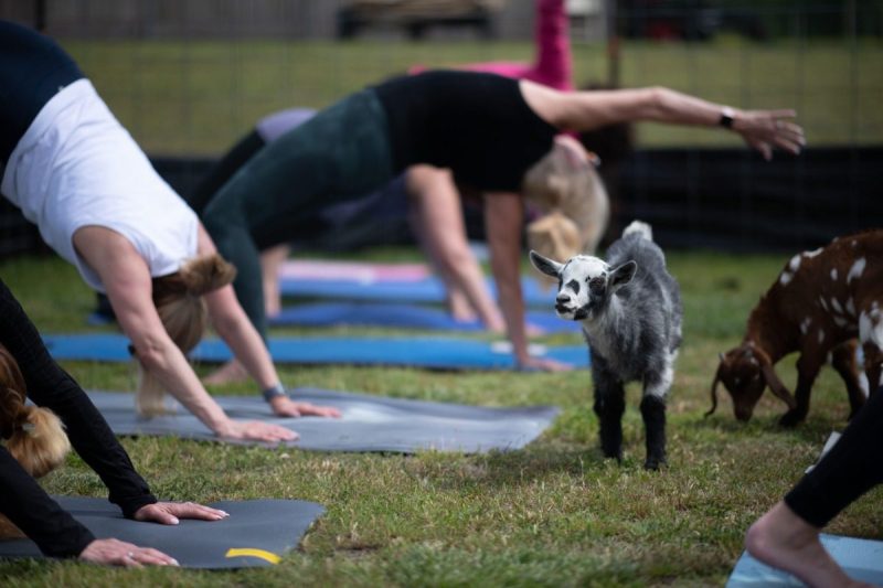 goats wander about during an outdoor yoga class