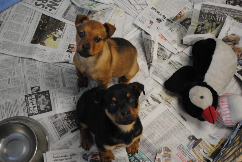 a tan puppy and a black and tan puppy sitting on newspaper in a cage