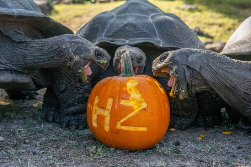 Houston offers Halloween events for every age and scare level.