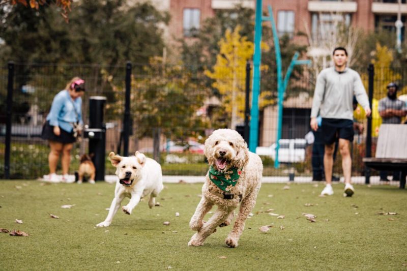 Houston is teeming with dog parks—so many that no matter where you live or work, you can find a pup-friendly park nearby.