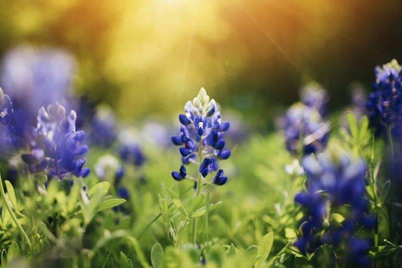 Adopted as the State Flower of Texas in 1901, bluebonnets are beautiful blue wildflowers that can withstand the Texas climate, which often comes with heat and drought.