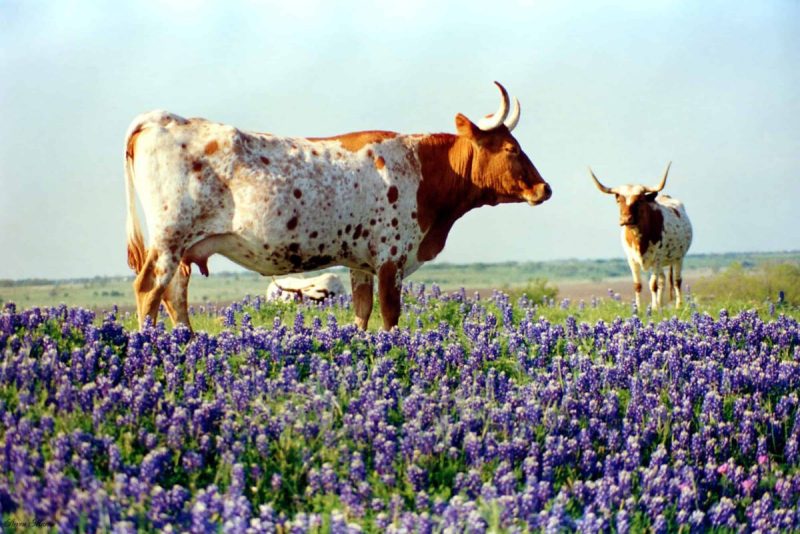 The 2026 bluebonnet season may be a little more sparse this year than others, according to a recent report from Austin’s Lady Bird Johnson Wildflower Center.