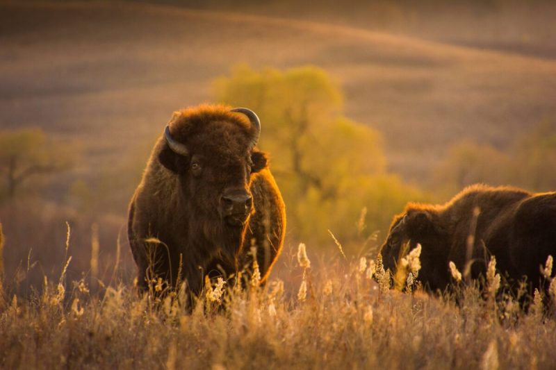 Today, bison (commonly called “buffalo”) are once again thriving and providing for Indigenous people.