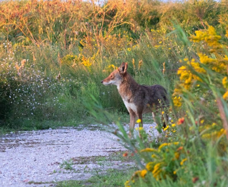In Galveston, the Texas Department of Transportation recently finished placing 10 wildlife crossing signs along main roads in an effort to protect the local ghost wolf population, as well as other creatures in the area.
